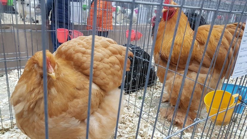  - Expoziția Națională 14-15 dec 2019 Bucuresti