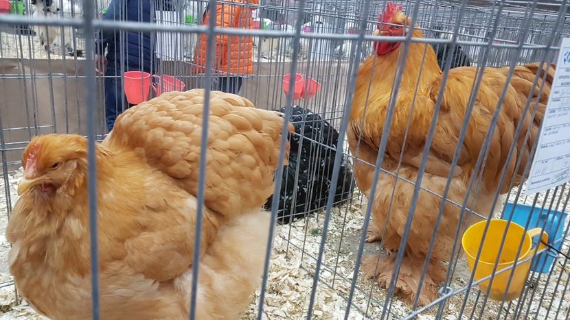  - Expoziția Națională 14-15 dec 2019 Bucuresti