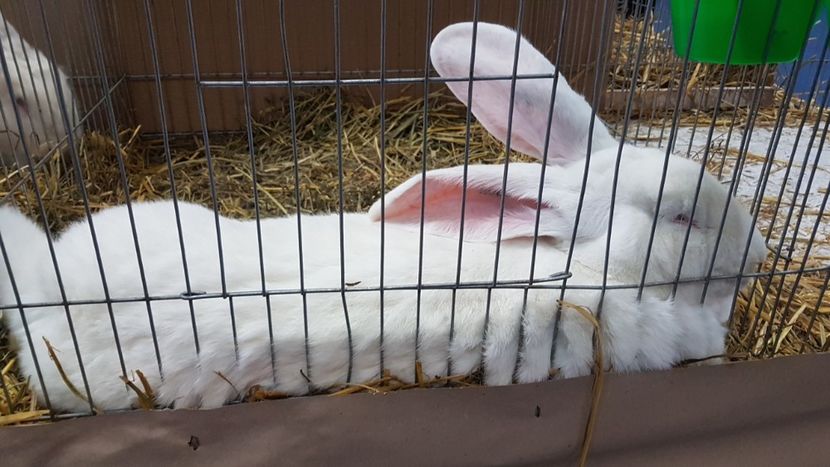  - Expoziția Națională 14-15 dec 2019 Bucuresti