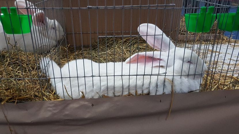  - Expoziția Națională 14-15 dec 2019 Bucuresti