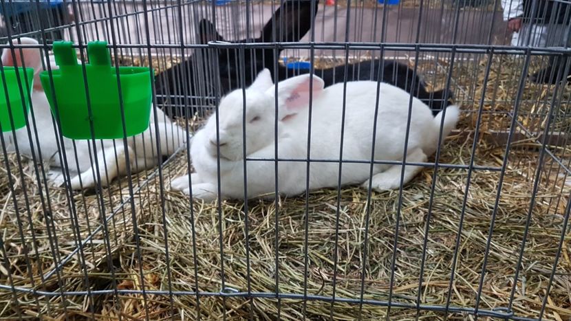  - Expoziția Națională 14-15 dec 2019 Bucuresti