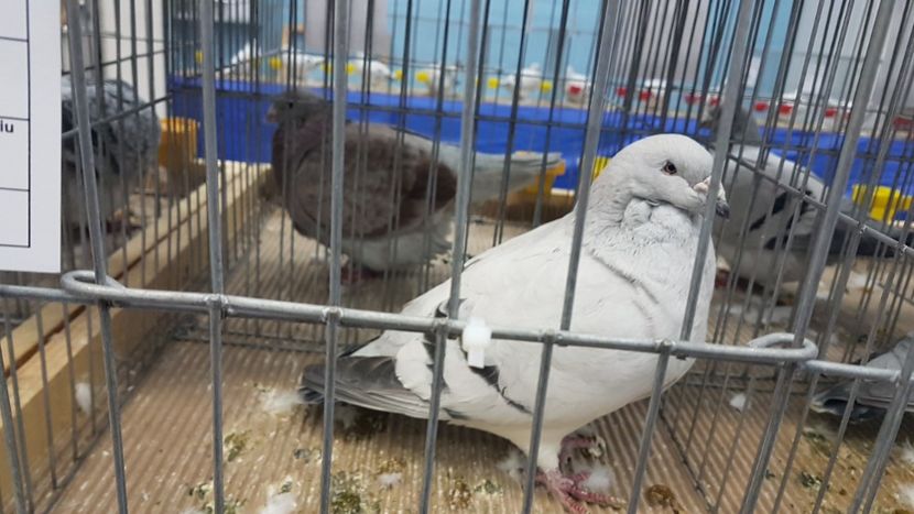  - Expoziția Națională 14-15 dec 2019 Bucuresti