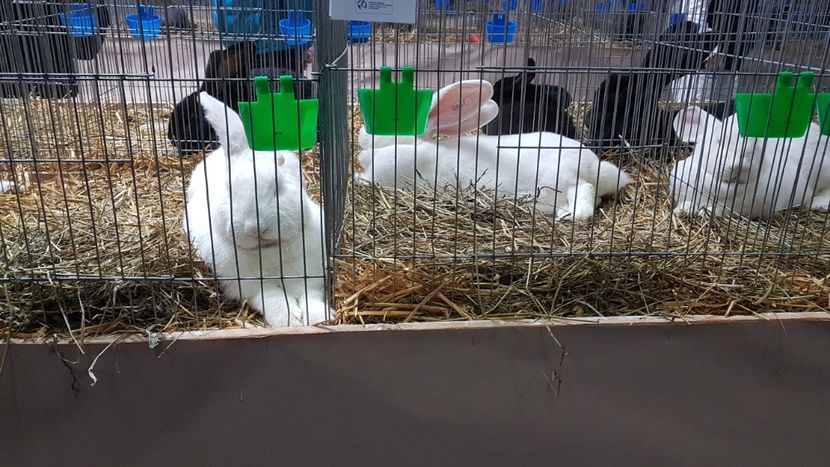  - Expoziția Națională 14-15 dec 2019 Bucuresti