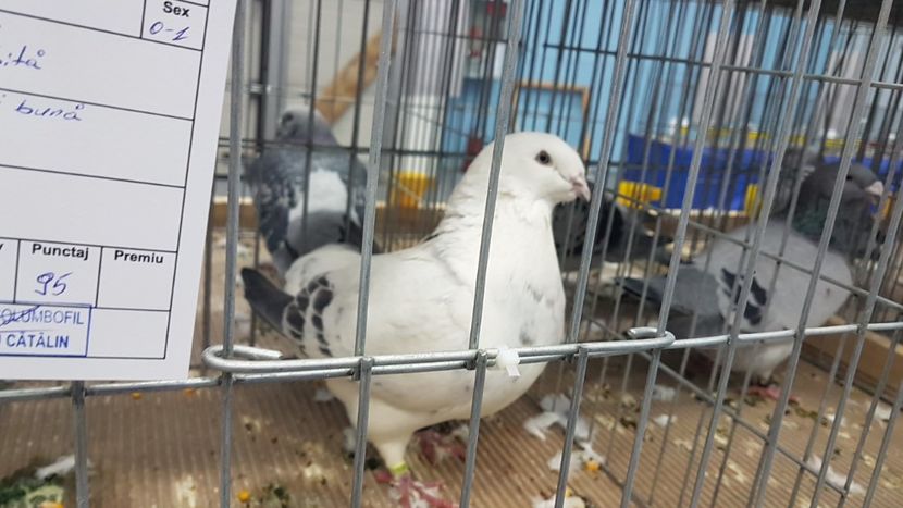  - Expoziția Națională 14-15 dec 2019 Bucuresti