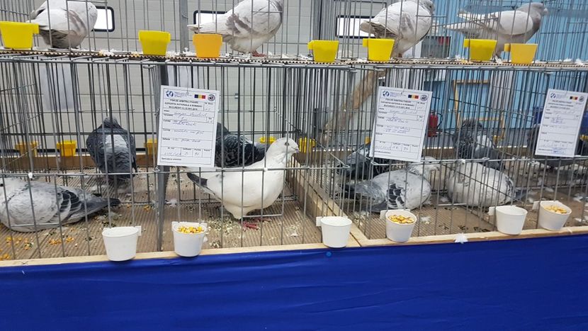  - Expoziția Națională 14-15 dec 2019 Bucuresti