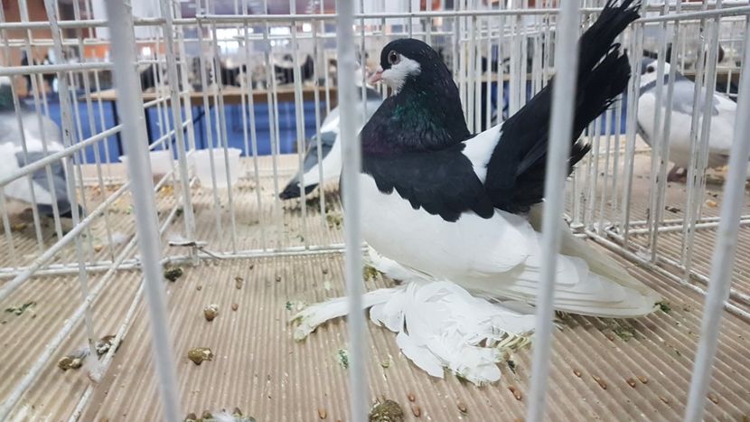  - Expoziția Națională 14-15 dec 2019 Bucuresti