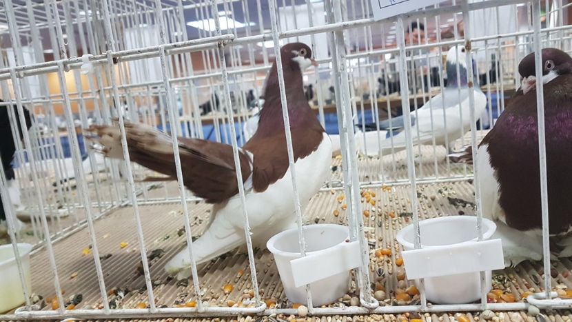  - Expoziția Națională 14-15 dec 2019 Bucuresti