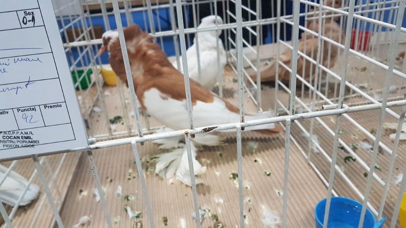  - Expoziția Națională 14-15 dec 2019 Bucuresti