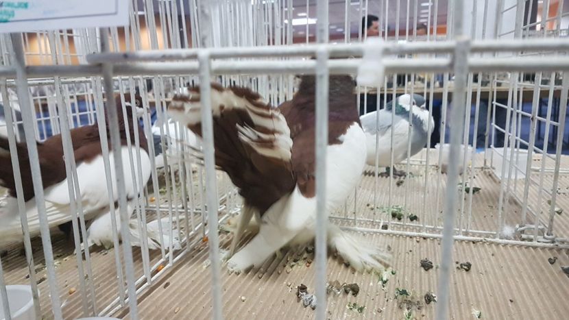  - Expoziția Națională 14-15 dec 2019 Bucuresti