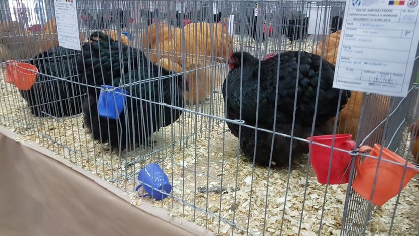  - Expoziția Națională 14-15 dec 2019 Bucuresti