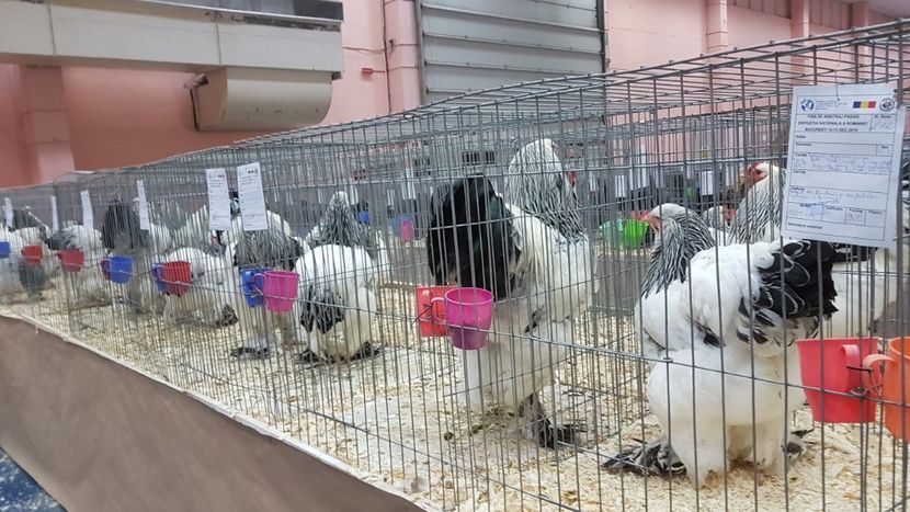  - Expoziția Națională 14-15 dec 2019 Bucuresti