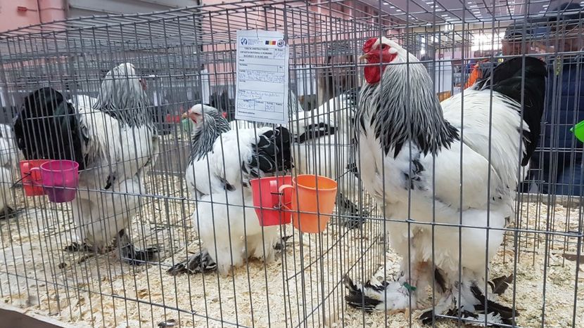  - Expoziția Națională 14-15 dec 2019 Bucuresti