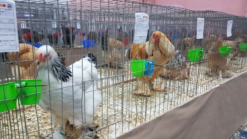  - Expoziția Națională 14-15 dec 2019 Bucuresti