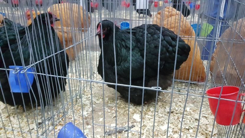  - Expoziția Națională 14-15 dec 2019 Bucuresti