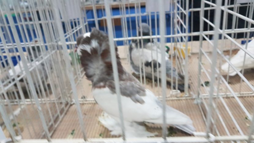  - Expoziția Națională 14-15 dec 2019 Bucuresti