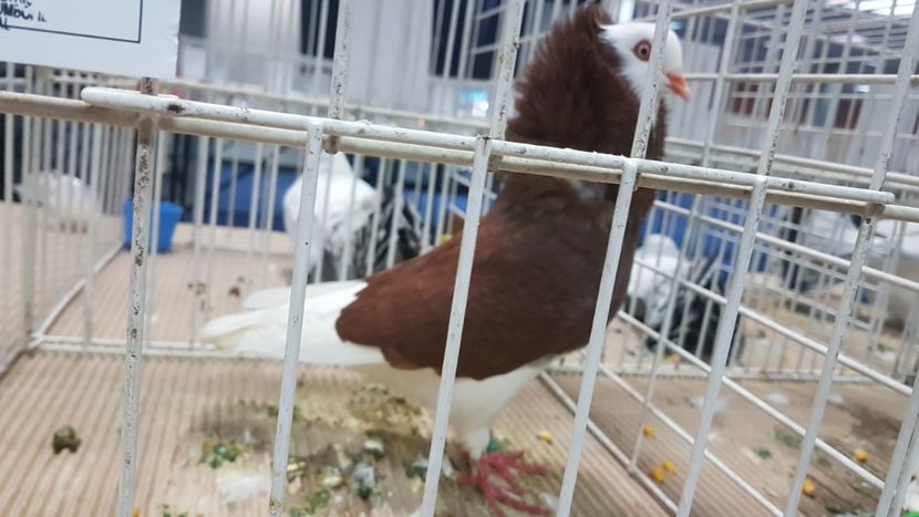  - Expoziția Națională 14-15 dec 2019 Bucuresti