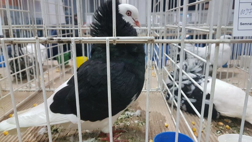  - Expoziția Națională 14-15 dec 2019 Bucuresti