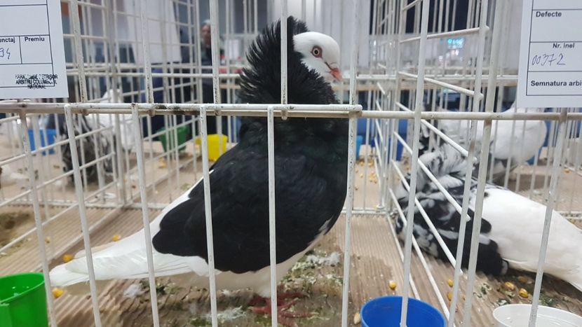  - Expoziția Națională 14-15 dec 2019 Bucuresti