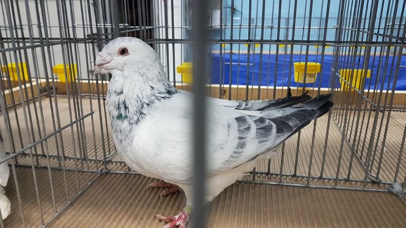  - Expoziția Națională 14-15 dec 2019 Bucuresti