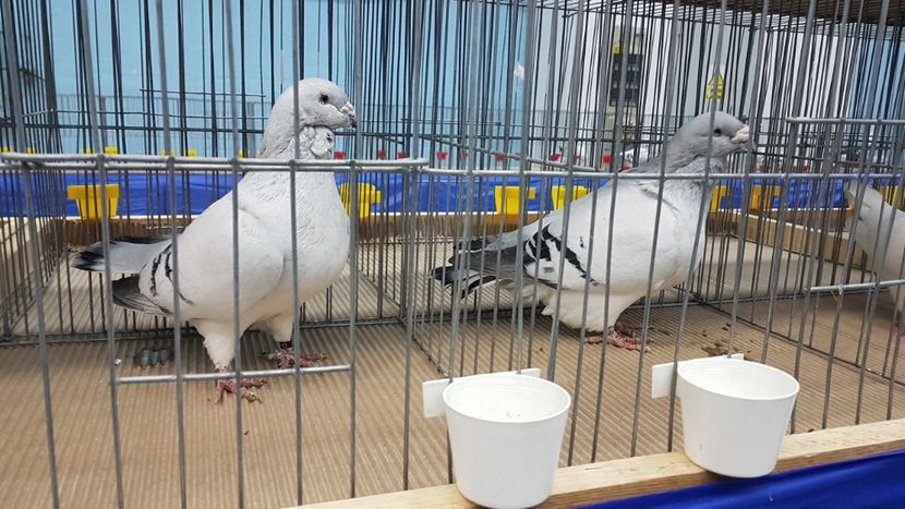  - Expoziția Națională 14-15 dec 2019 Bucuresti