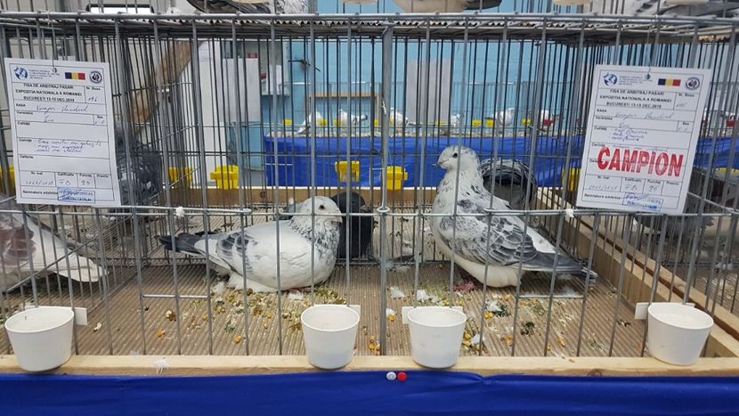  - Expoziția Națională 14-15 dec 2019 Bucuresti