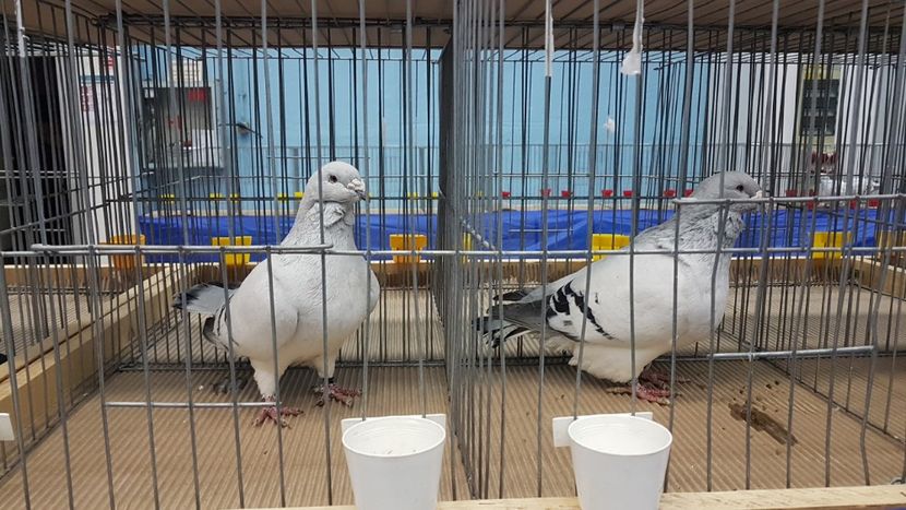  - Expoziția Națională 14-15 dec 2019 Bucuresti