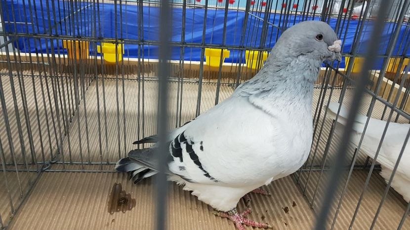  - Expoziția Națională 14-15 dec 2019 Bucuresti