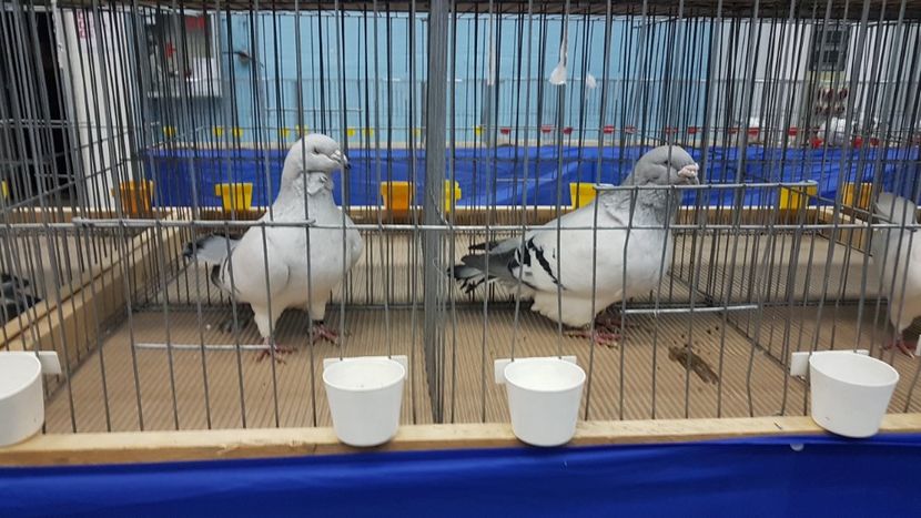  - Expoziția Națională 14-15 dec 2019 Bucuresti