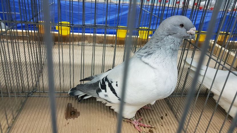  - Expoziția Națională 14-15 dec 2019 Bucuresti