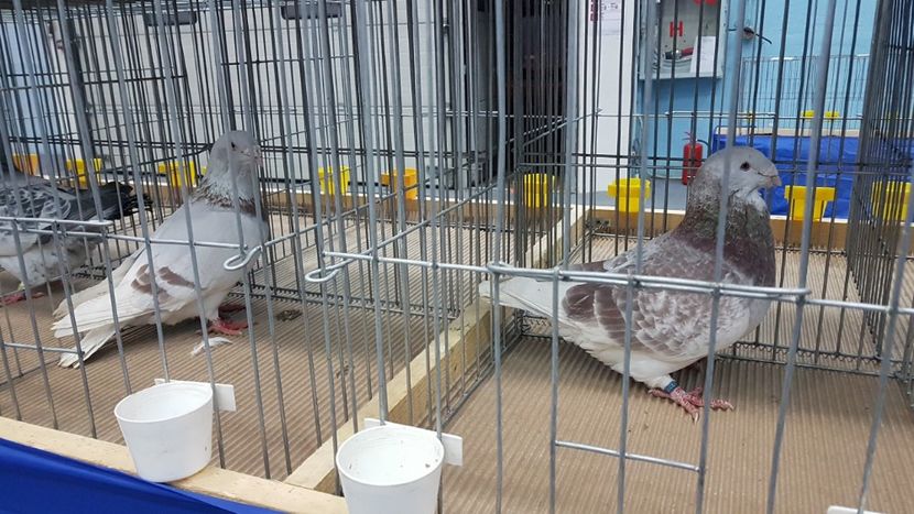  - Expoziția Națională 14-15 dec 2019 Bucuresti