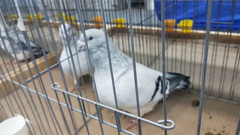  - Expoziția Națională 14-15 dec 2019 Bucuresti