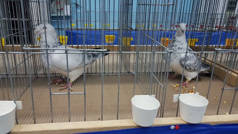  - Expoziția Națională 14-15 dec 2019 Bucuresti