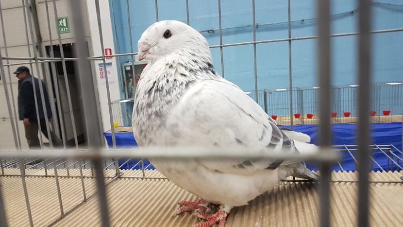  - Expoziția Națională 14-15 dec 2019 Bucuresti