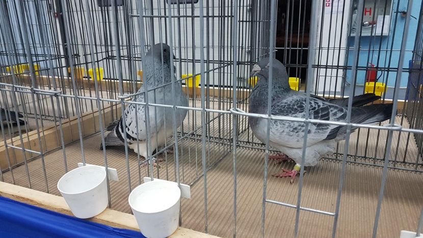  - Expoziția Națională 14-15 dec 2019 Bucuresti