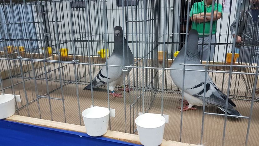  - Expoziția Națională 14-15 dec 2019 Bucuresti