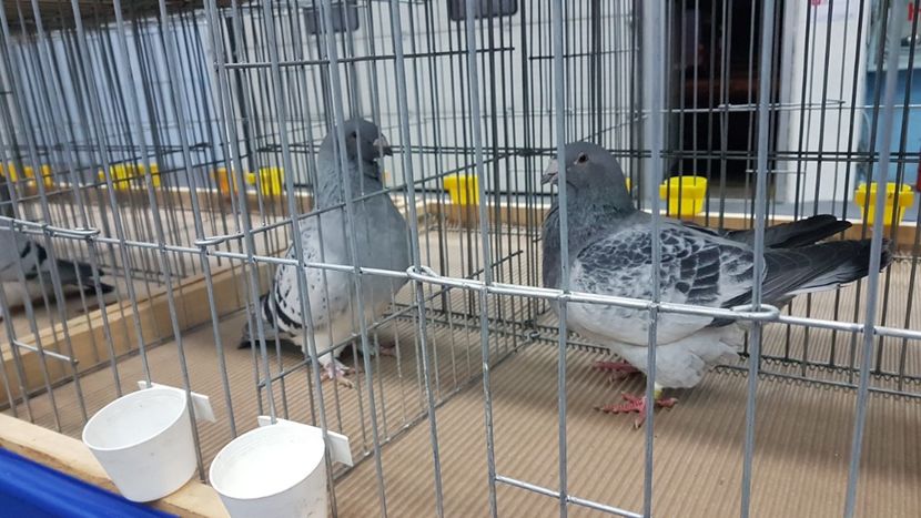  - Expoziția Națională 14-15 dec 2019 Bucuresti