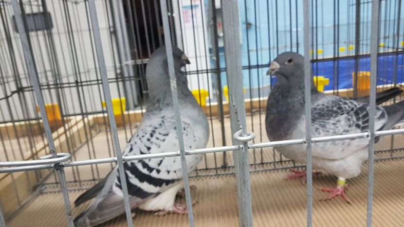  - Expoziția Națională 14-15 dec 2019 Bucuresti