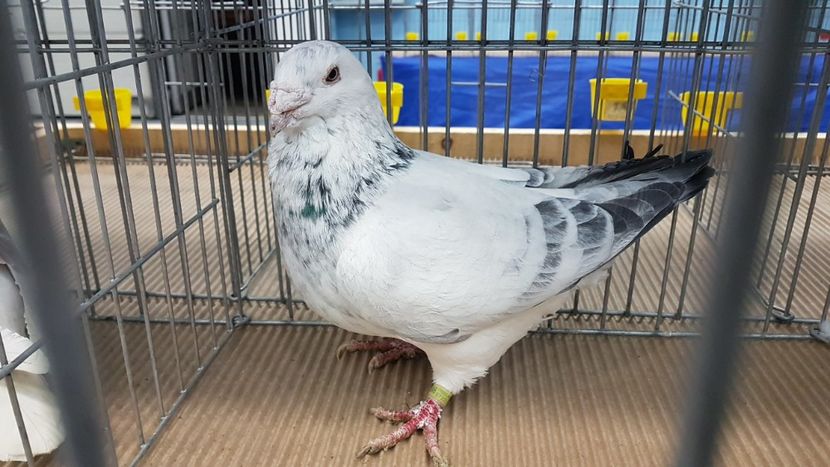  - Expoziția Națională 14-15 dec 2019 Bucuresti