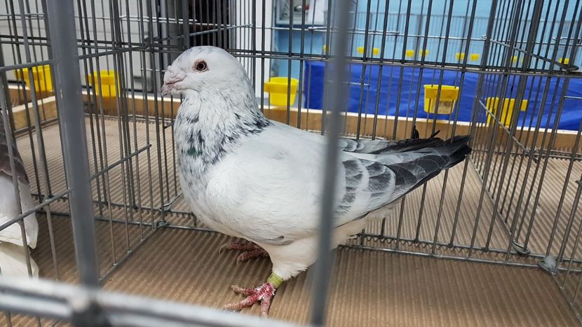  - Expoziția Națională 14-15 dec 2019 Bucuresti