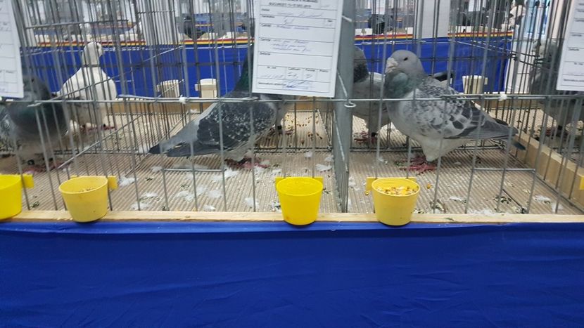  - Expoziția Națională 14-15 dec 2019 Bucuresti