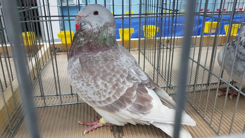  - Expoziția Națională 14-15 dec 2019 Bucuresti