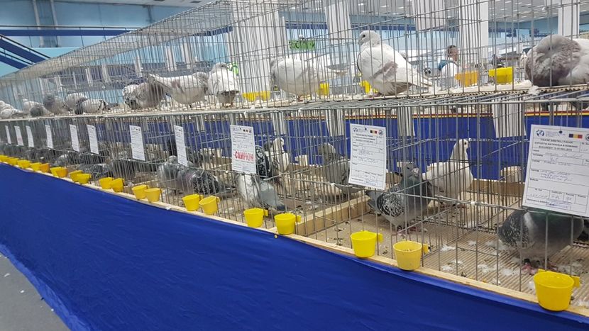  - Expoziția Națională 14-15 dec 2019 Bucuresti