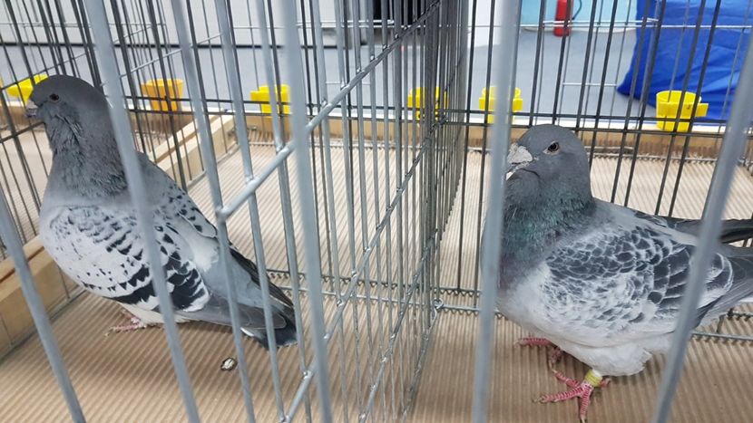  - Expoziția Națională 14-15 dec 2019 Bucuresti