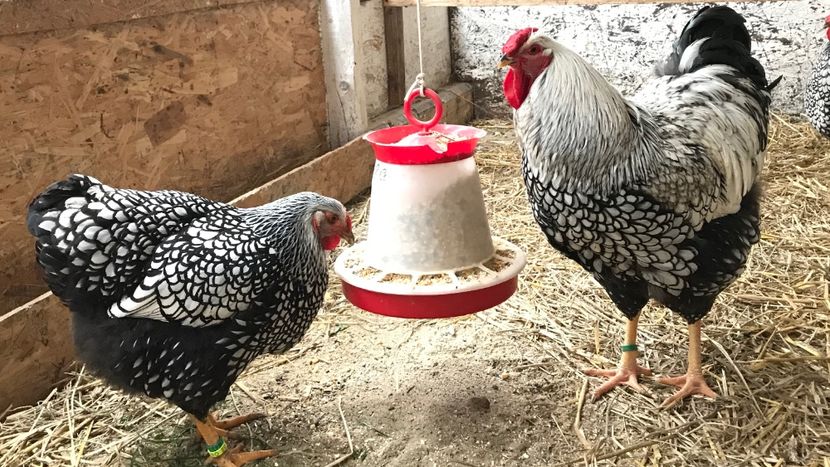  - Wyandotte argintiu