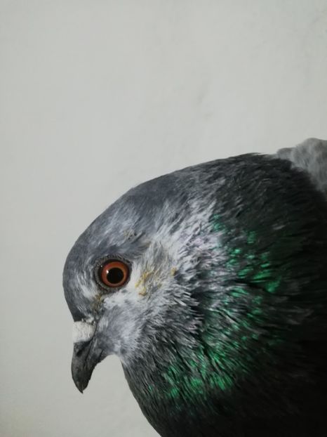  - Achiziții 6 Decembrie 2019