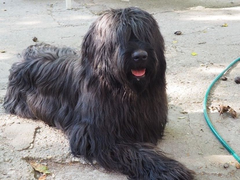 Ciobanesc de Brie Briard - BRIARD Ciobanesc de BRIE