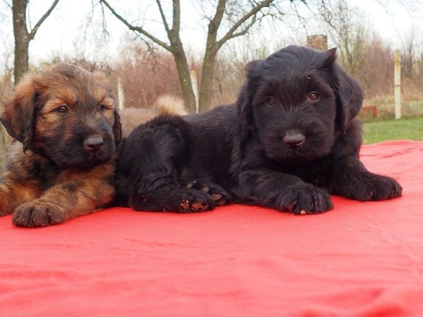 Ciobanesc de Brie Briard - BRIARD Ciobanesc de BRIE