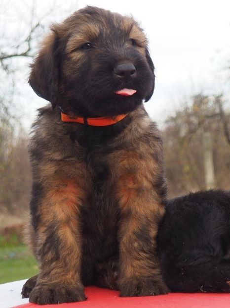 Ciobanesc de Brie Briard - BRIARD Ciobanesc de BRIE