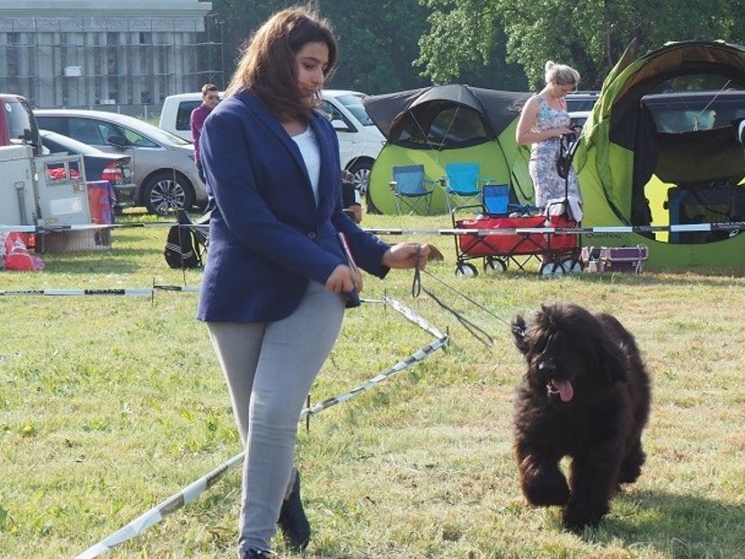 Ciobanesc de Brie Briard - Expoziti Canine