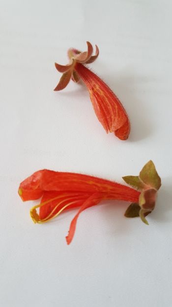 C. Magnifica - Columnee